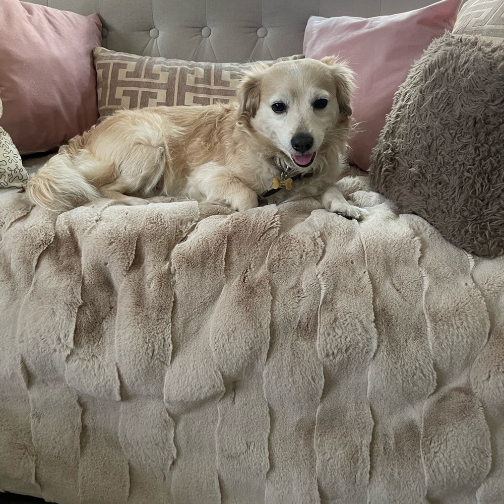 Hi 🐾 - Picture 1 of 13